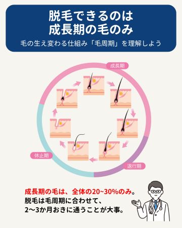 毛周期についての図解