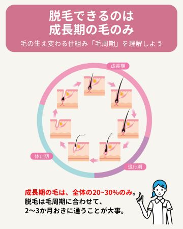 毛周期の図解